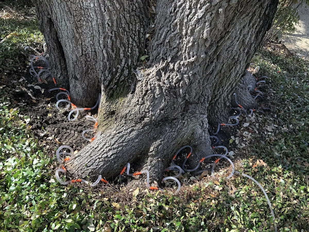 Detailed Tree Cabling and Bracing job site in Mulberry
