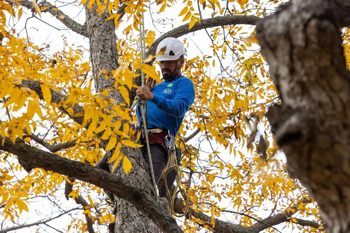 Skilled Tree Pruning crew working in Mulberry