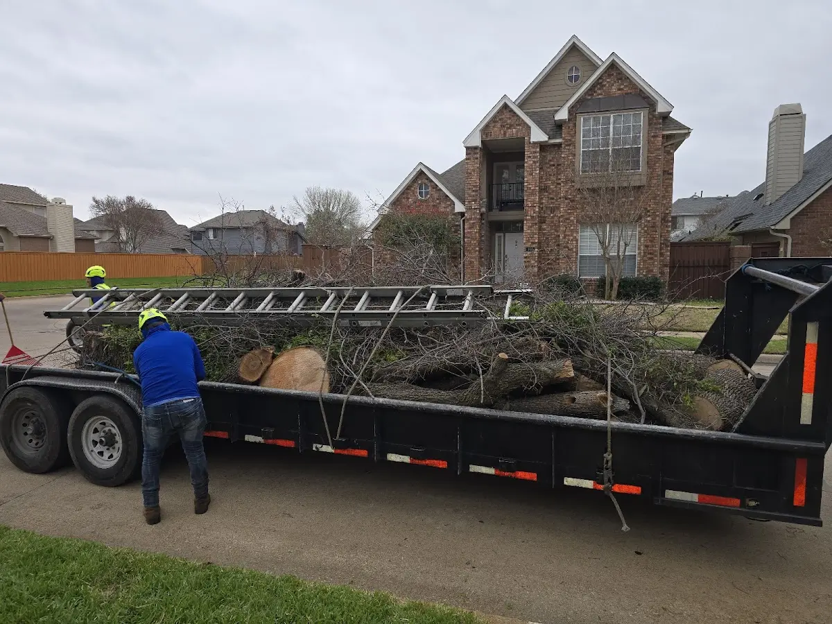 Expert Tree Removal with proper safety equipment in Mulberry